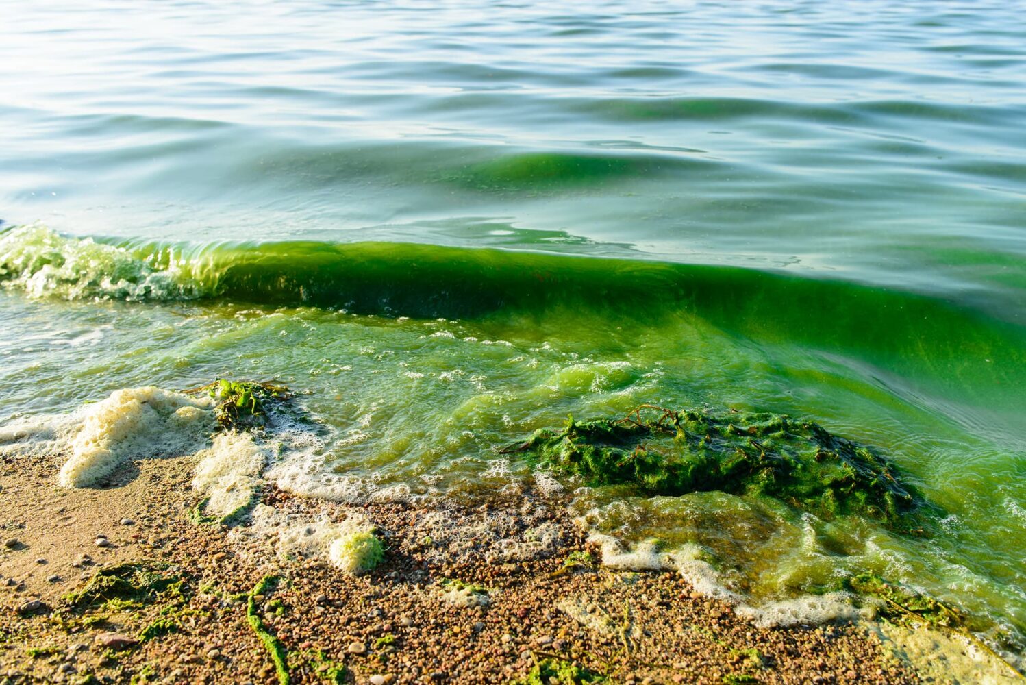 close up of algae on lake shore