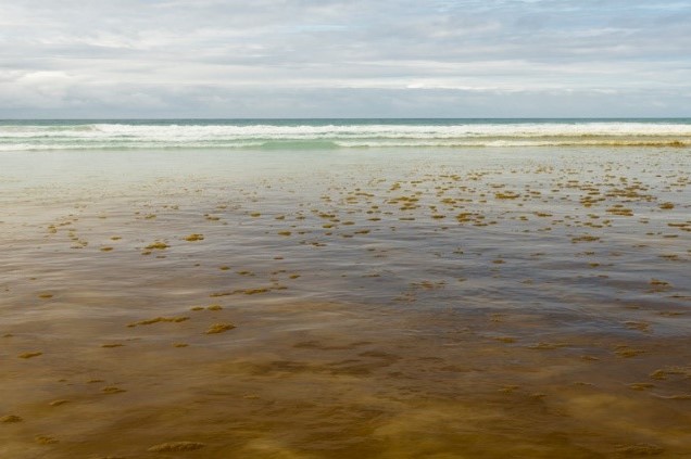Image of red tide at the shore of the beach